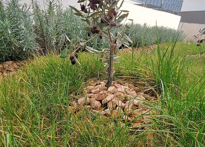 Seaside Barbariga * Peroj