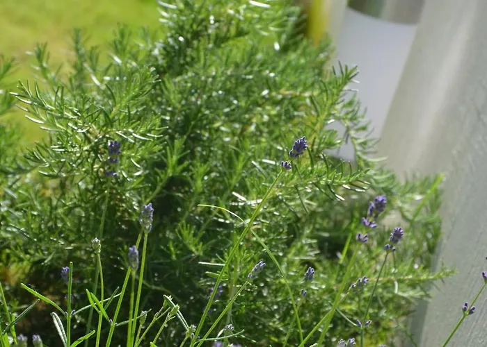 Seaside Barbariga Vakantiehuis Peroj