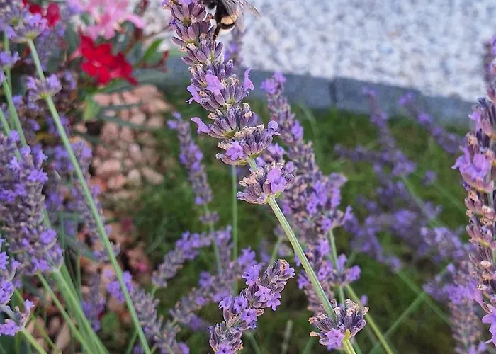 Seaside Barbariga Peroj