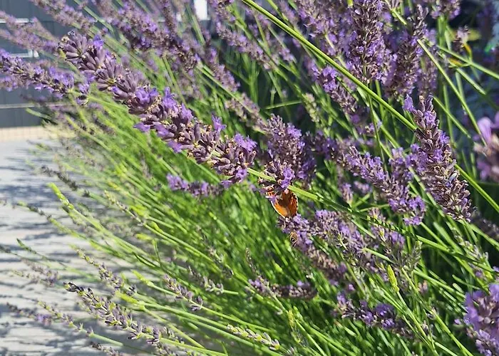 Seaside Barbariga Vakantiehuis *